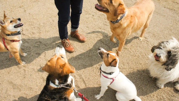 犬と人が「学び・遊び・出会える場」を被災地・石巻に創りたい！