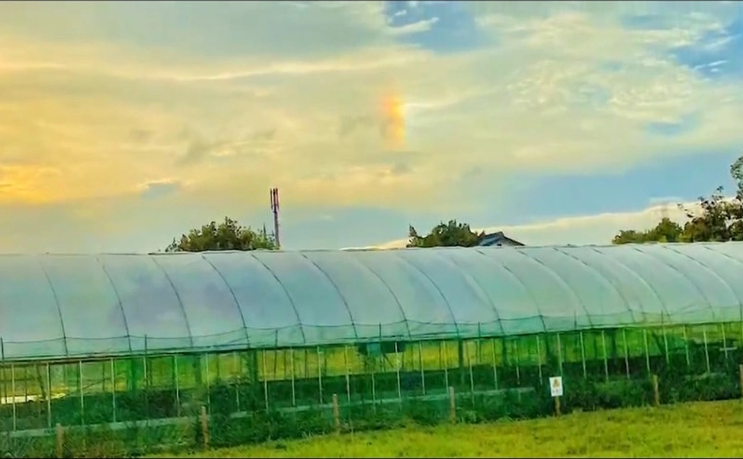 全力応援コース