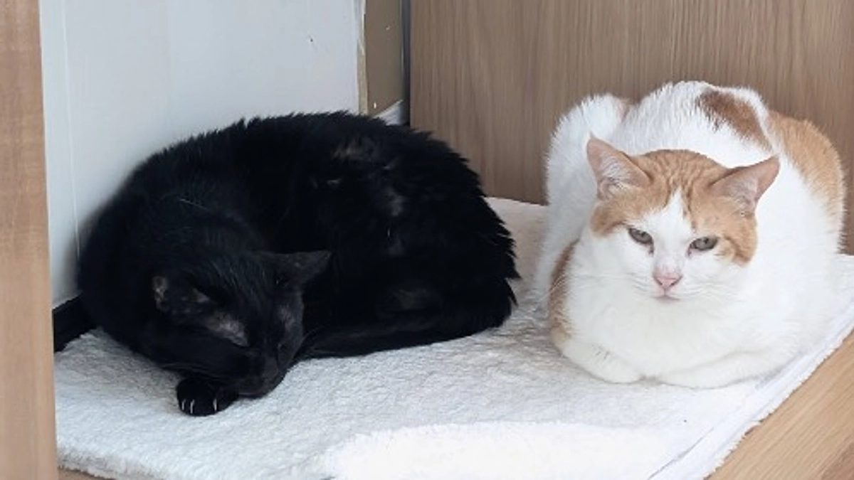 【残り7日】ネクストゴールゴール達成まであとあと53万円！！！