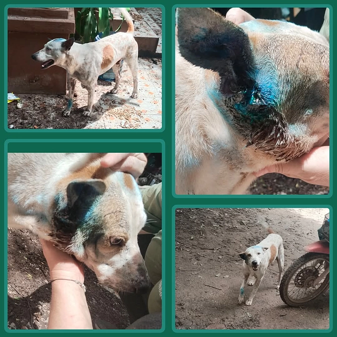 【ご支援ありがとうございました！】スパッドの傷の手当て