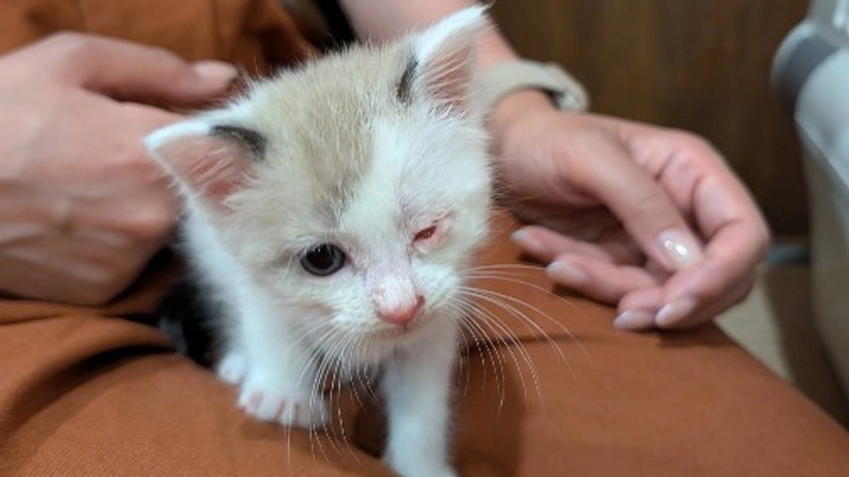 【残り6日】子猫の保護も増えています。