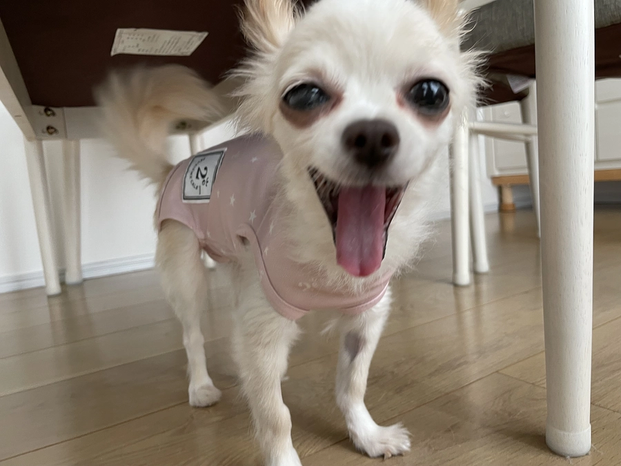 公開されました！