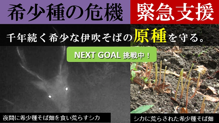 千年前から継承される希少な在来種そばの原種を守り続けてきましたが…