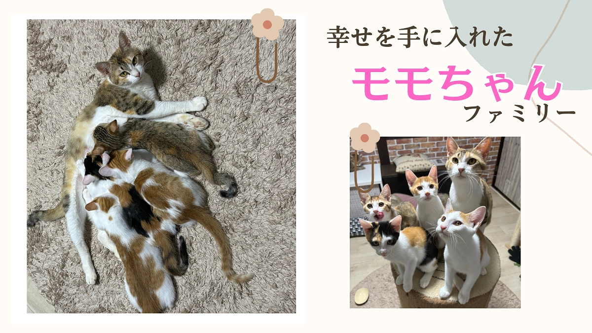 モモちゃんファミリーが全匹里親に出すことが出来ホッとしています。