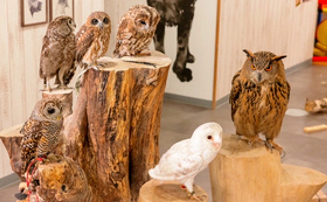 I LOVE OWL　×　今治ブランド