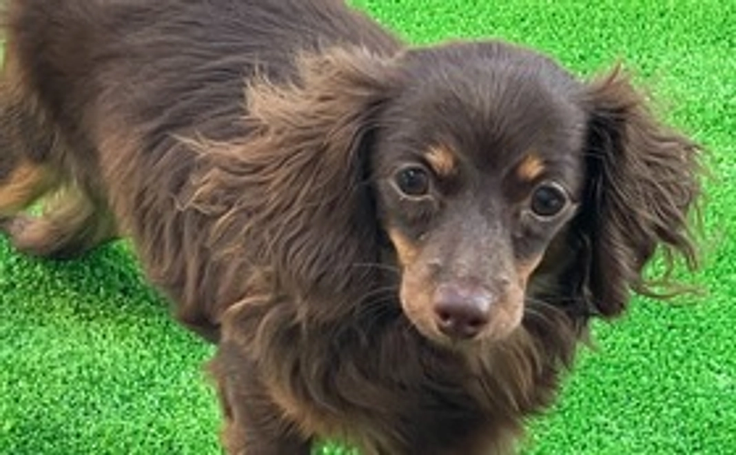 ノアちゃんの応援コース