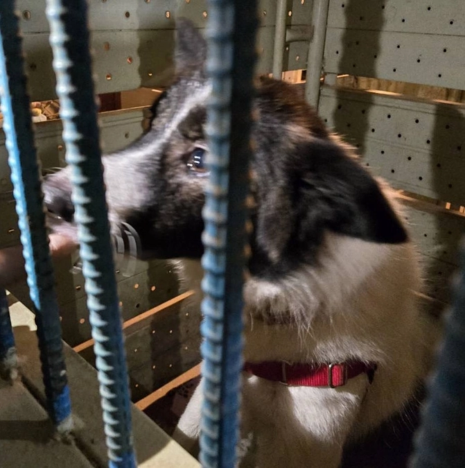 季節の変わり目…シェルターの子達にも異変