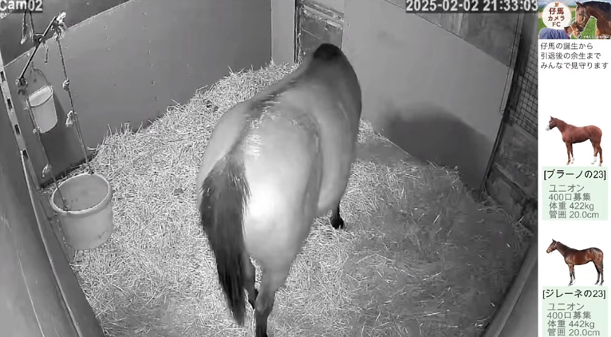 出産ライブが復活しました。