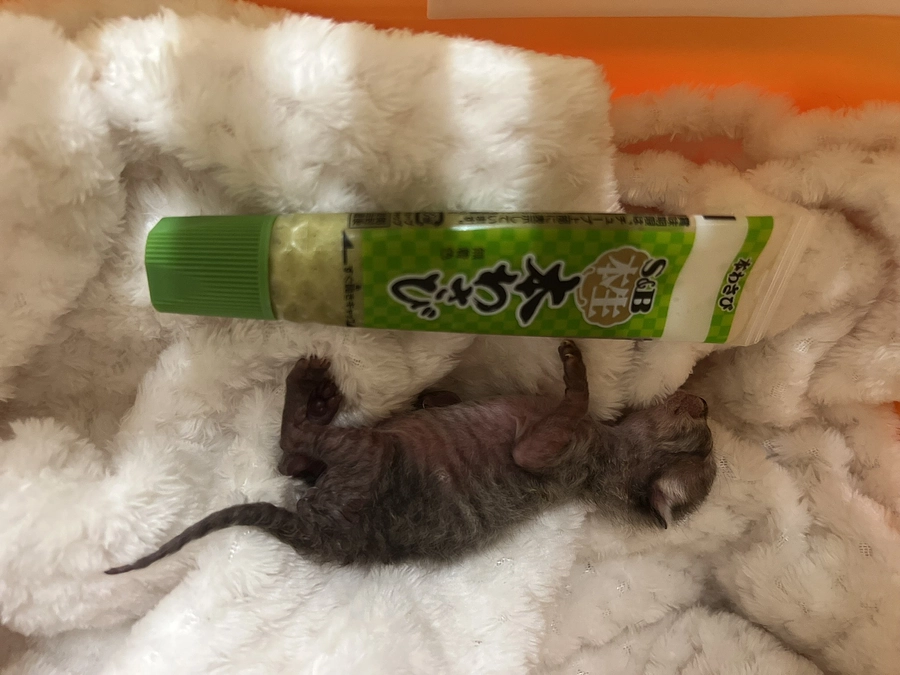 58gの天使 ソナちゃん　正式譲渡です！