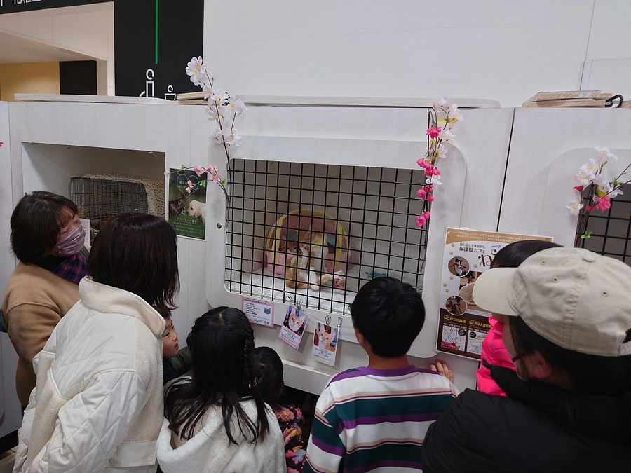 ２月１日２日は、ホームセンターの島忠さまでも譲渡会を開催いたしました。