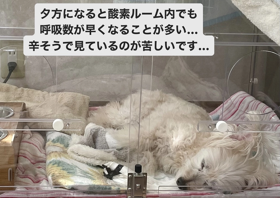酸素ルームでも苦しそうな時が…
