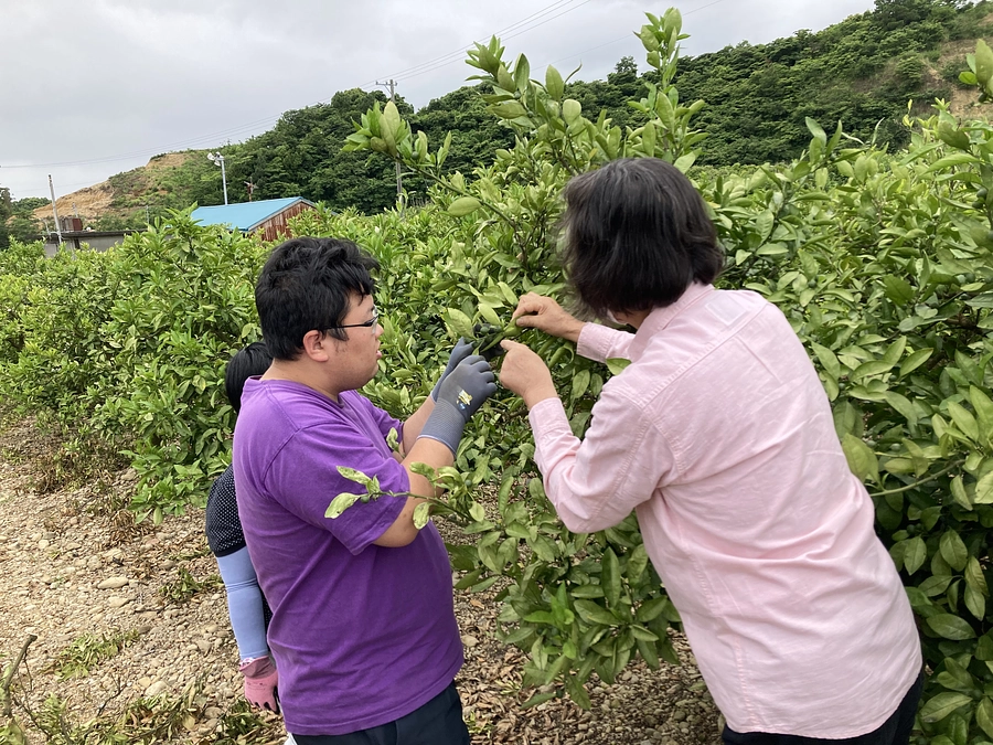 柑橘農家の清水園で新聞記者の取材を受ける