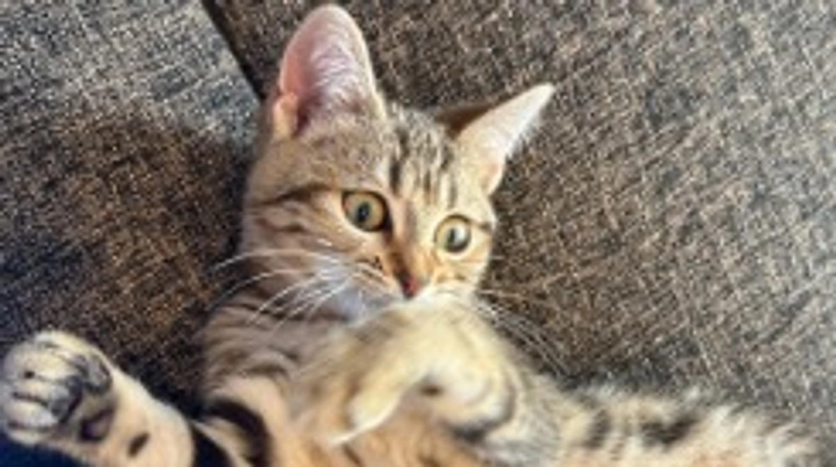 FIP治療19日目💉