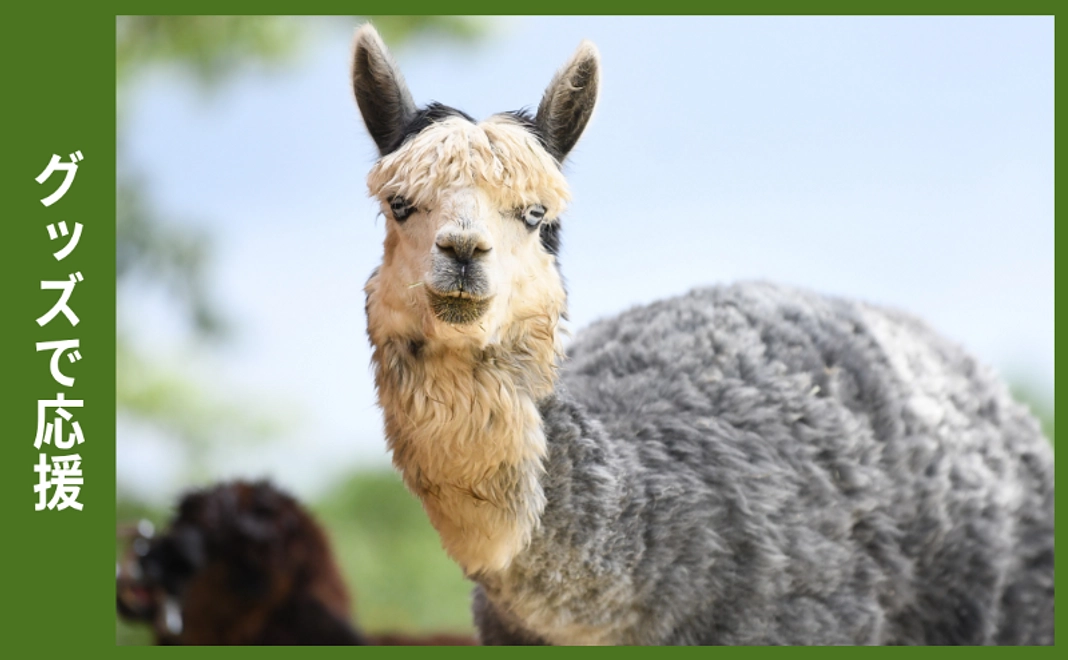 グッズで応援｜アルパカの毛
