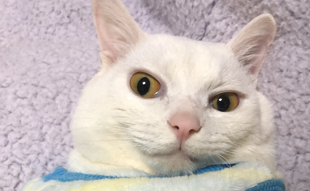 ハピ太郎応援ありがとう3000