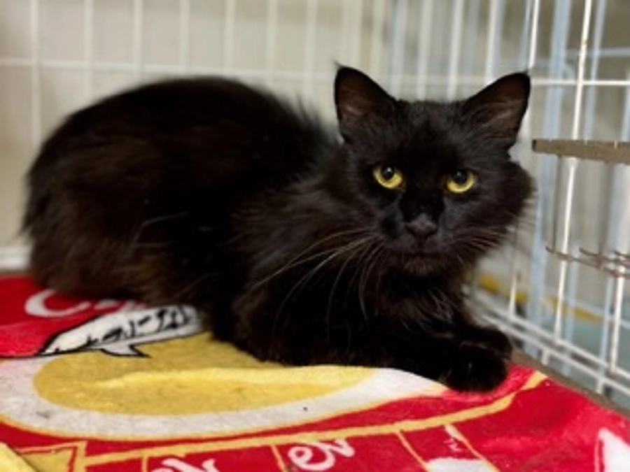 屋根からおりられなくなった猫は今⁉️