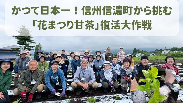 かつて日本一!信州信濃町から挑む「花まつり甘茶」復活大作戦