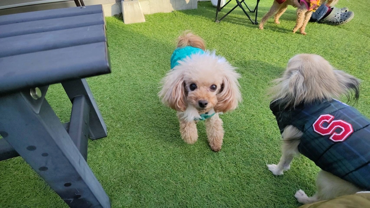 残り1日です！！！リンスを救ってください！