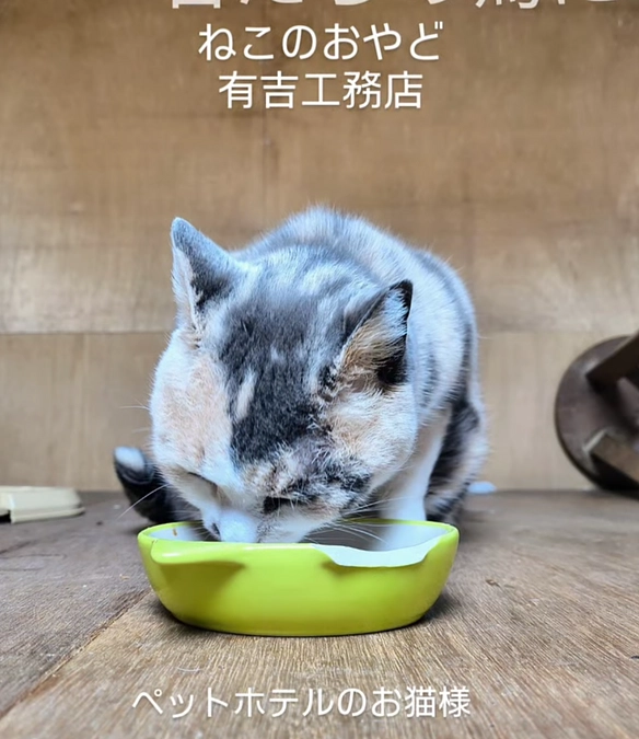 どんな事をしているの？