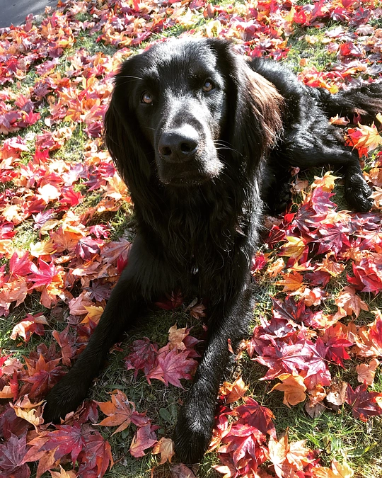 秋の作業の応援団募集しております！　