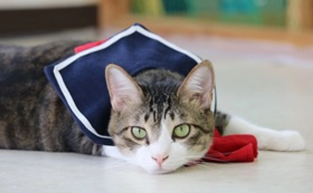 1000円　スティッチに全額支援します。