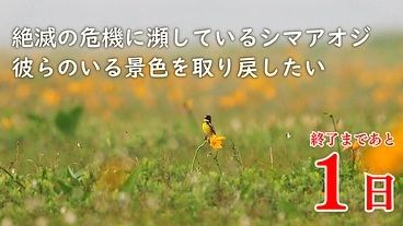 絶滅の危機に瀕しているシマアオジ　彼らのいる景色を取り戻したい のトップ画像