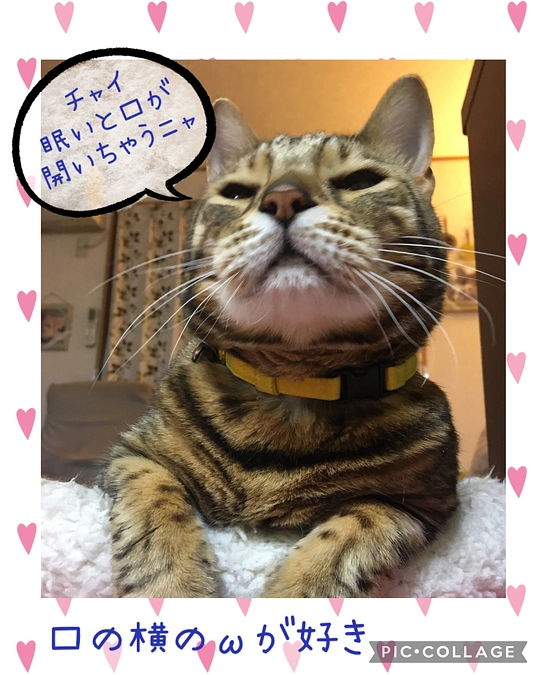 チャイの好きなところ😺