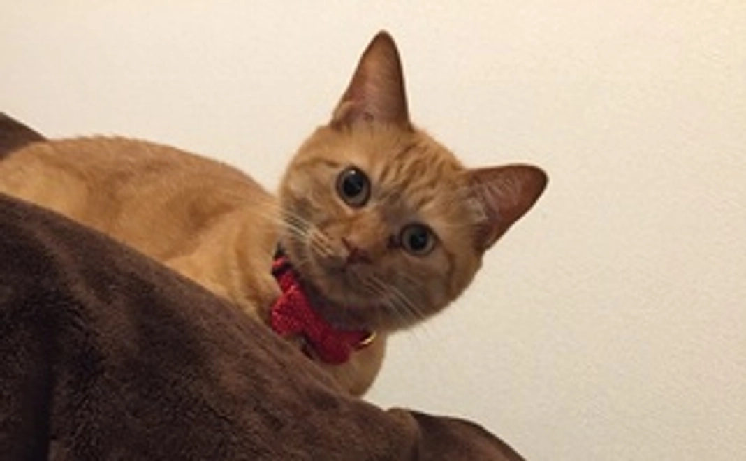 かわいいミィの写真2枚