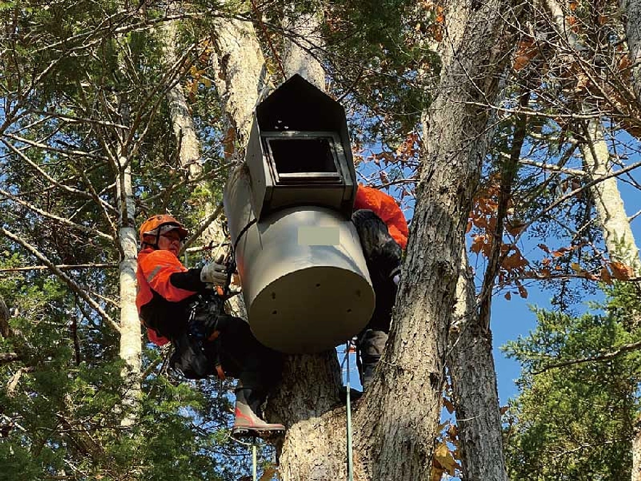 シマフクロウ巣箱のメンテナンス作業を行いました