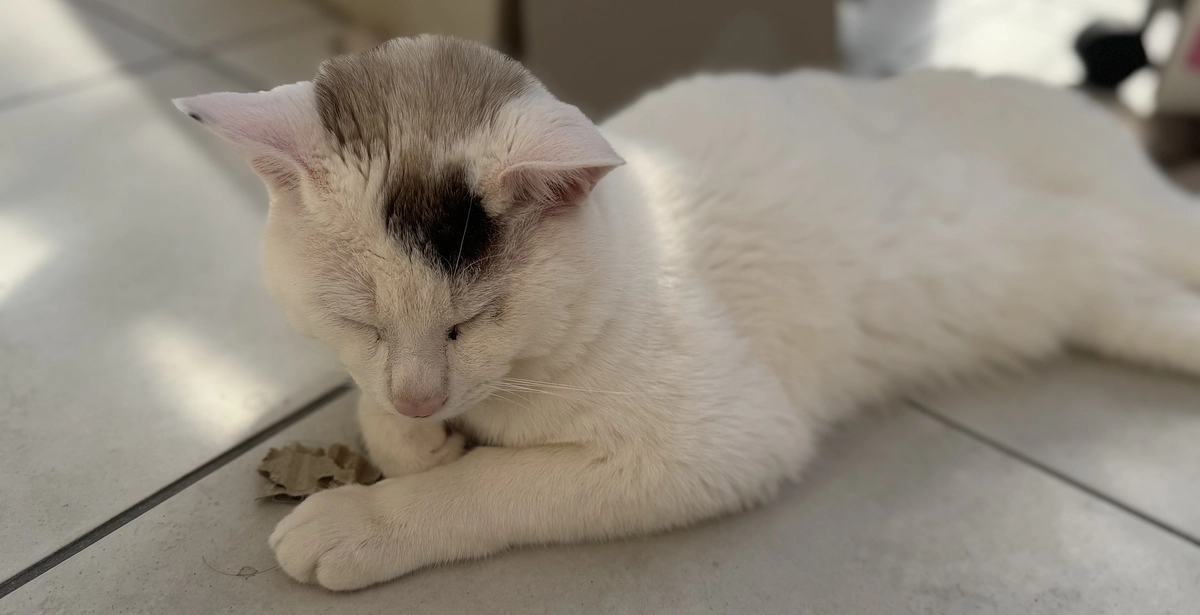 シンバ、今週も元気です！