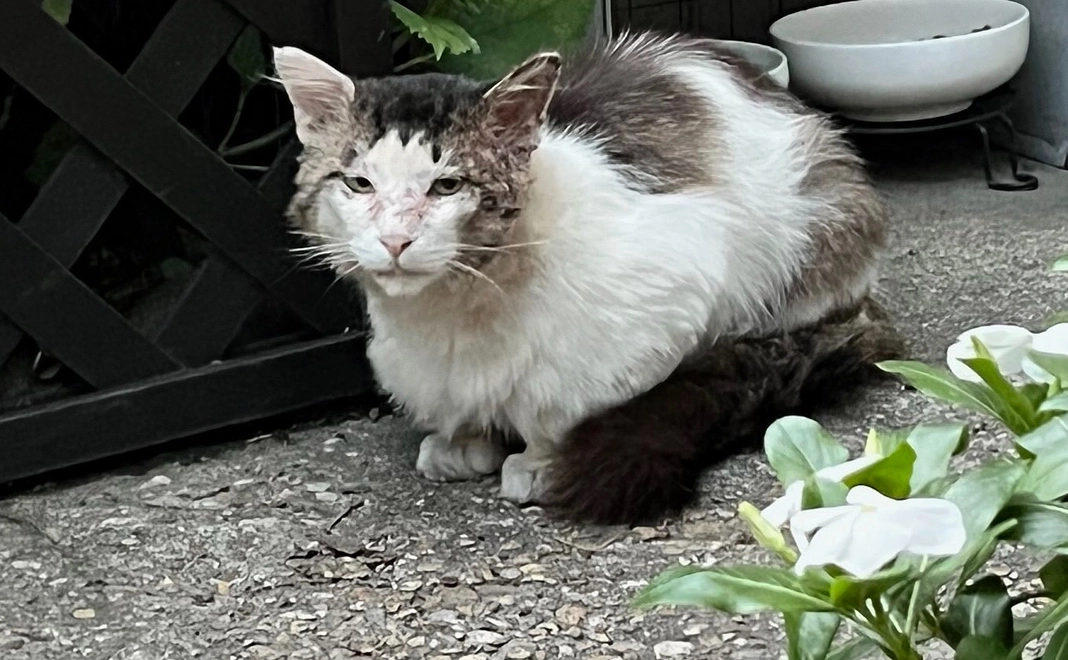 【リターン不要の方向け】オリ猫シェルター応援 三千円コース