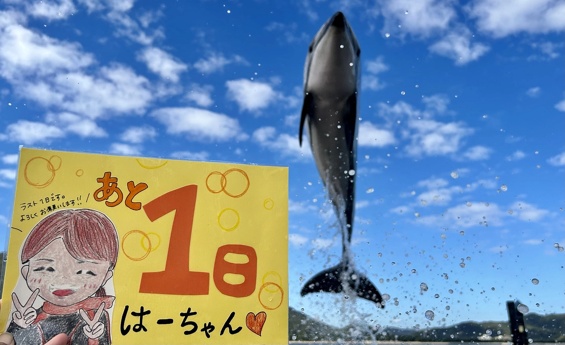 日本ドルフィンセンターのクラウドファンディング【残り1日】となりました。