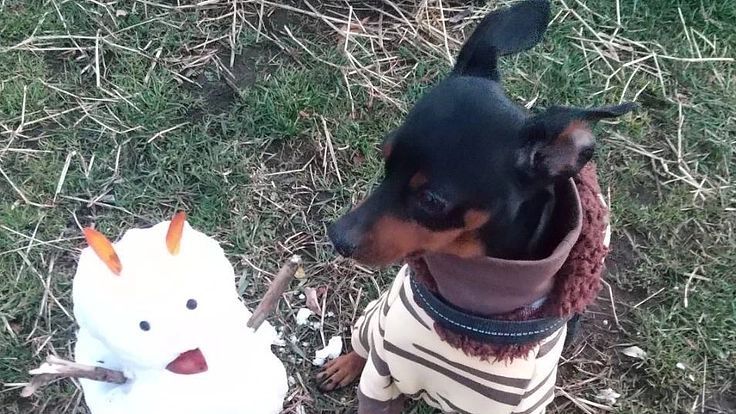 DV被害者がペットと一緒でも逃げられる場所を提供したい