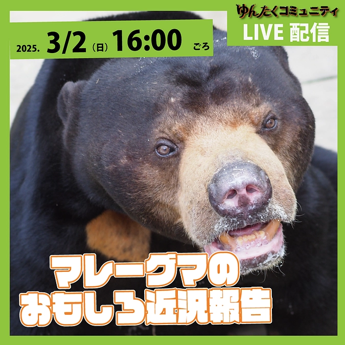 ゆんたくコミュニティ限定ライブ配信「マレーグマのおもしろ近況報告」