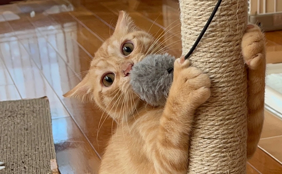 チロミル応援2リターン不要