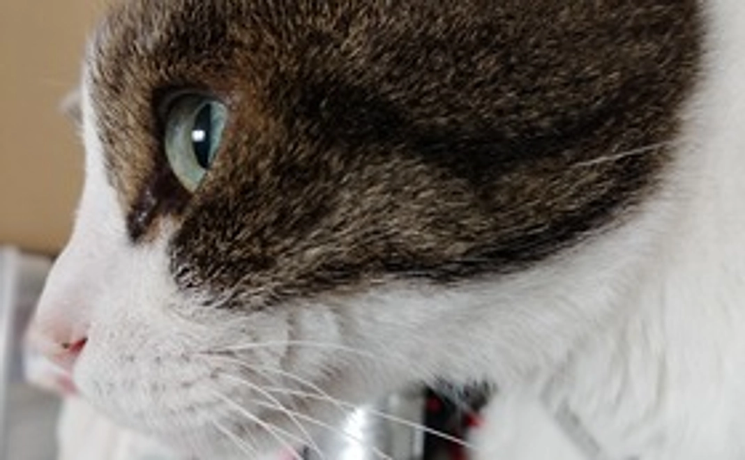 感謝のメール(500円)