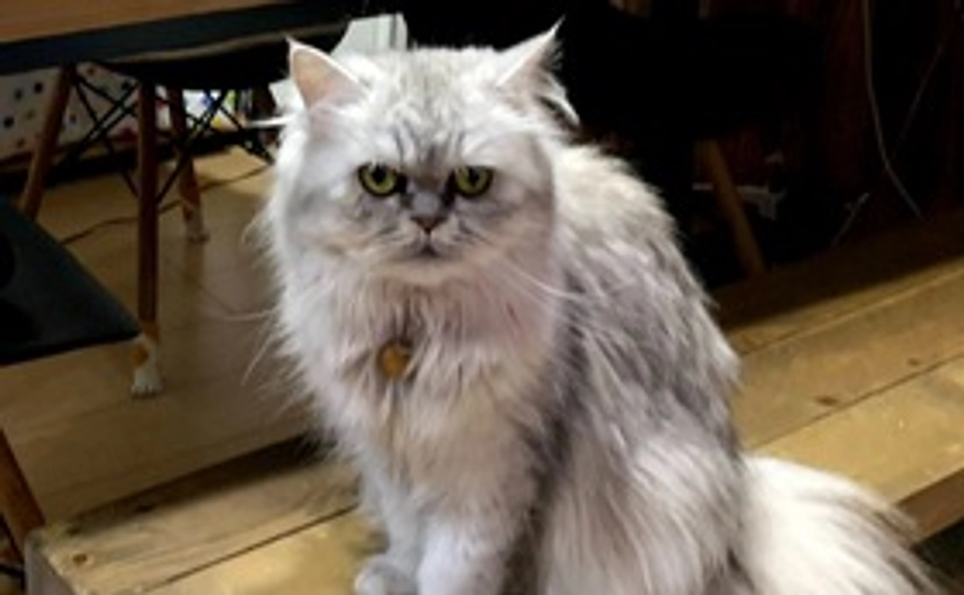 メイの応援サポート1000(リターン不要)