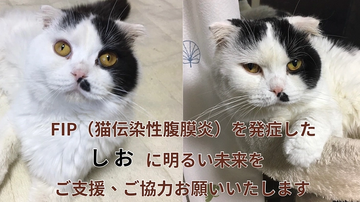 【FIP闘病中】しおを助けるためにご支援をお願いします!
