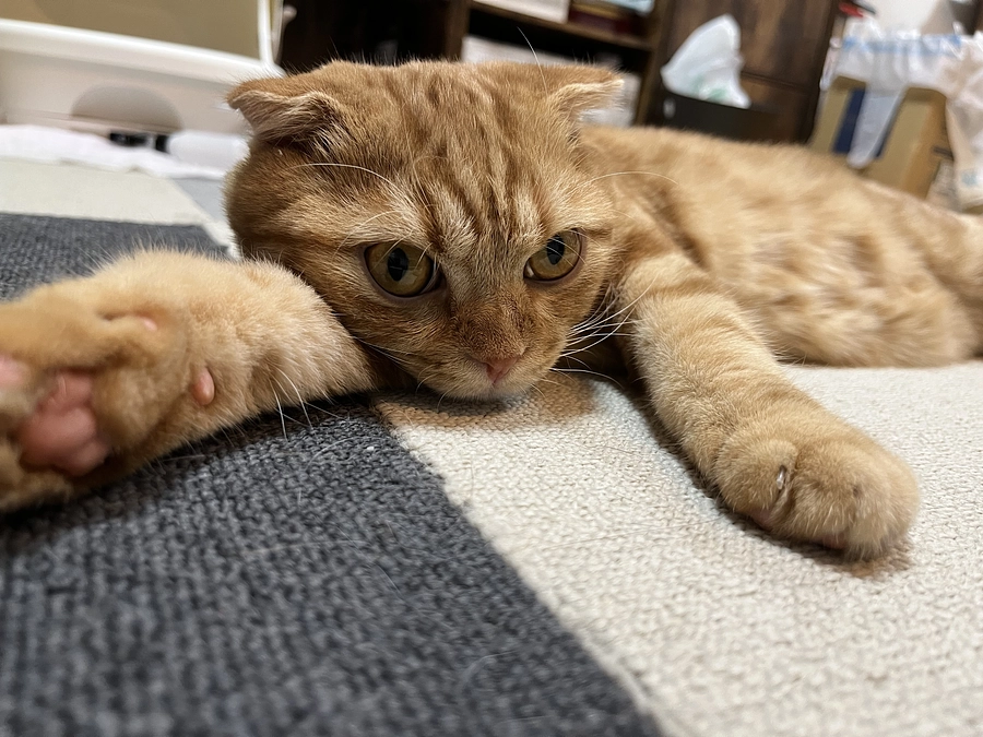 挑戦期間　残り1日