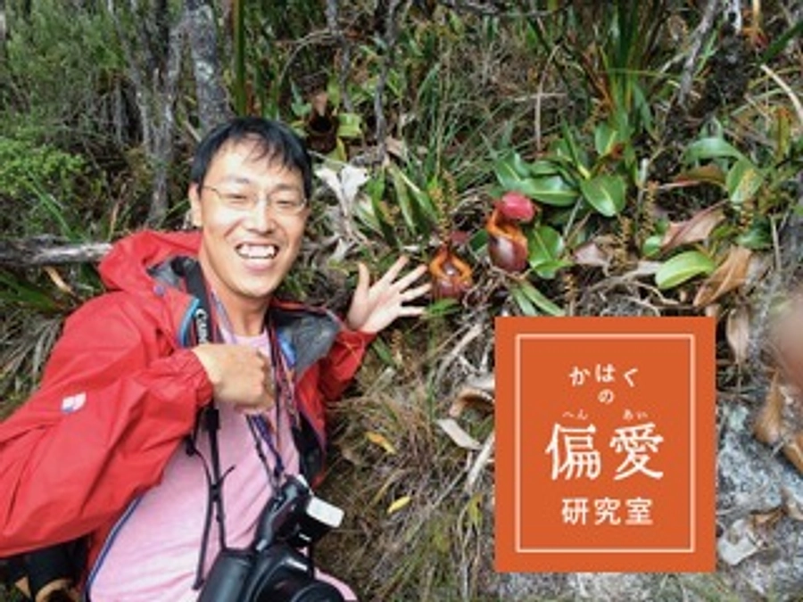 かはくの偏愛研究室 番外編｜04 植物研究部・奥山雄大先生が綴るカンアオイへの愛