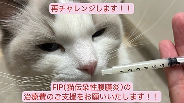 【再チャレンジ】FIP（猫伝染性腹膜炎）の愛猫の支援をお願いします