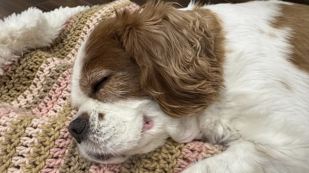 近いうちに心臓検診に行ってきます【16日目】