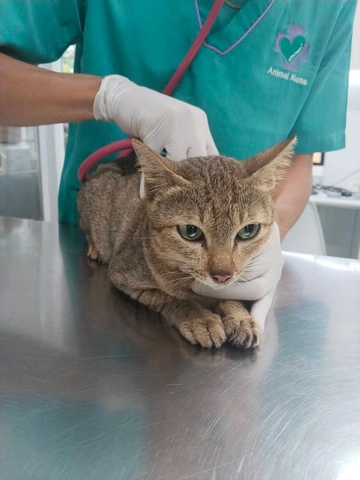 ネコの「アリス」をやっと避妊手術へ連れて行く