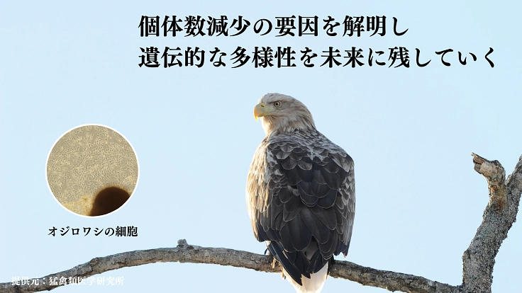 絶滅危惧種の多様性を未来に残すため、細胞保存のタイムカプセルを! 5枚目