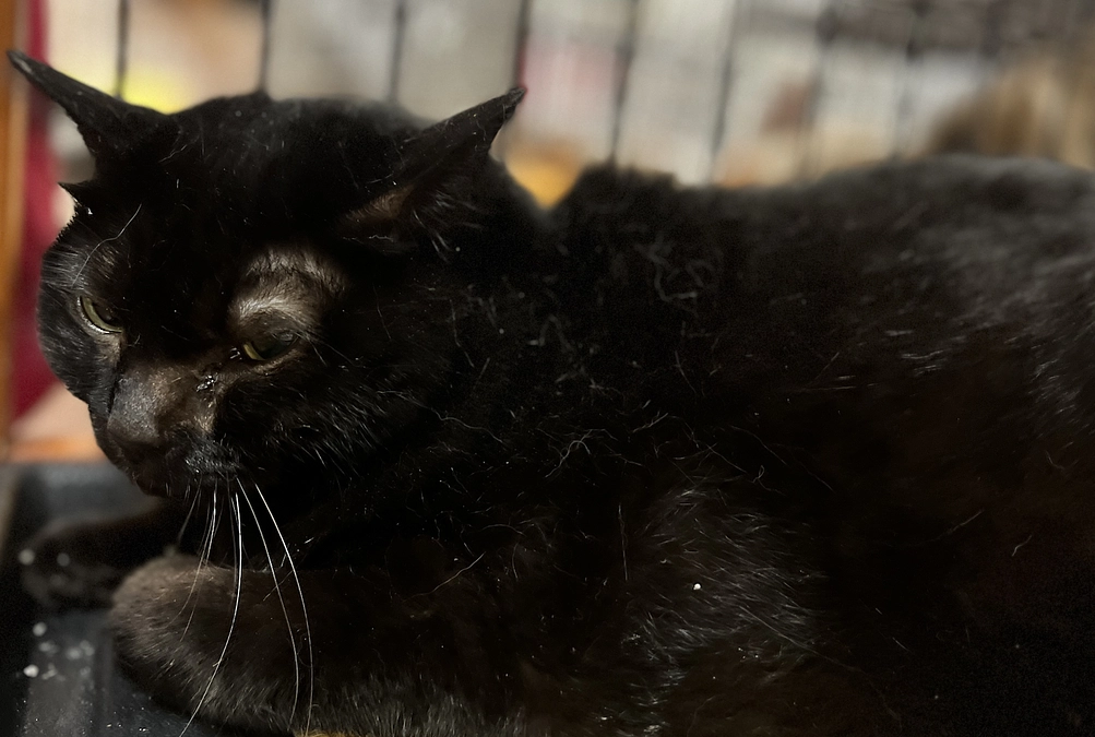 うーちゃんが腹腔内出血