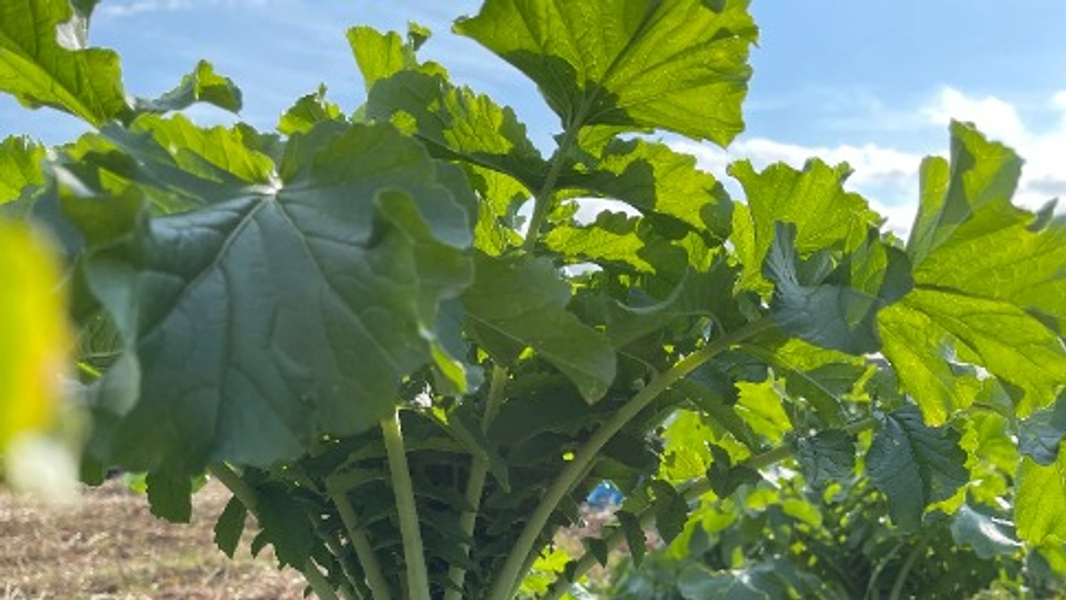 JIKE NATURAL MARKET 開催します！12/7（土）11：00～