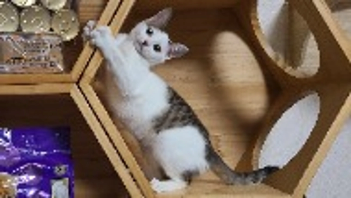 トロワがトライアルに入りました！