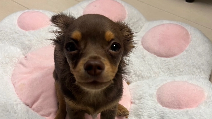 元気に走るために… 環軸椎亜脱臼の手術が必要なろあくんを助けたい。