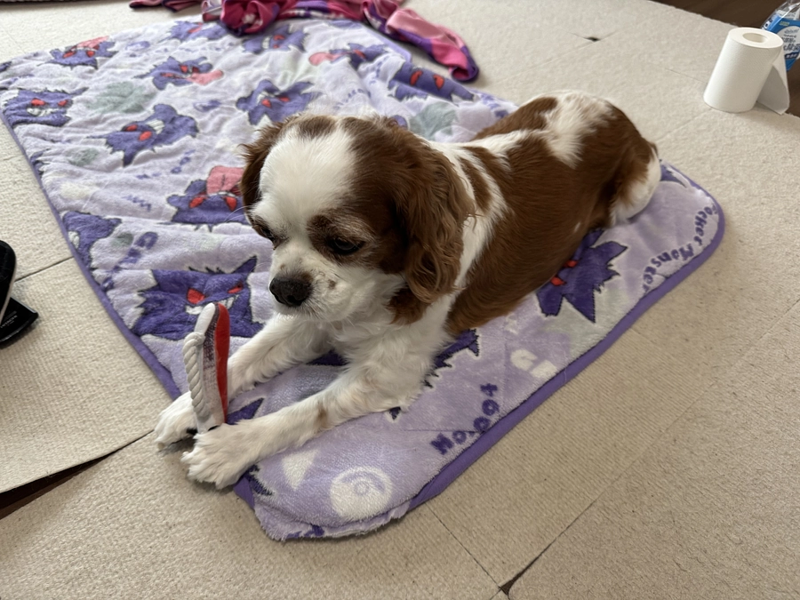 もうすぐ月1の心臓検診です【45日目】