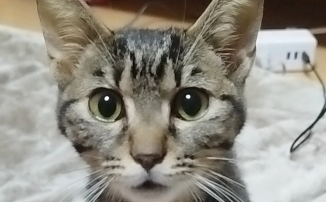 保護猫のマロ【FIP治療】の治療費ご支援をお願いします。